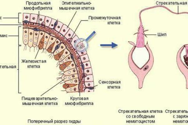 Как зайти на кракен через тор